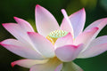 Lotus Seeds for Planting - 30 Pack - Aquatic Water Garden or Pond - Nelumbo nucifera