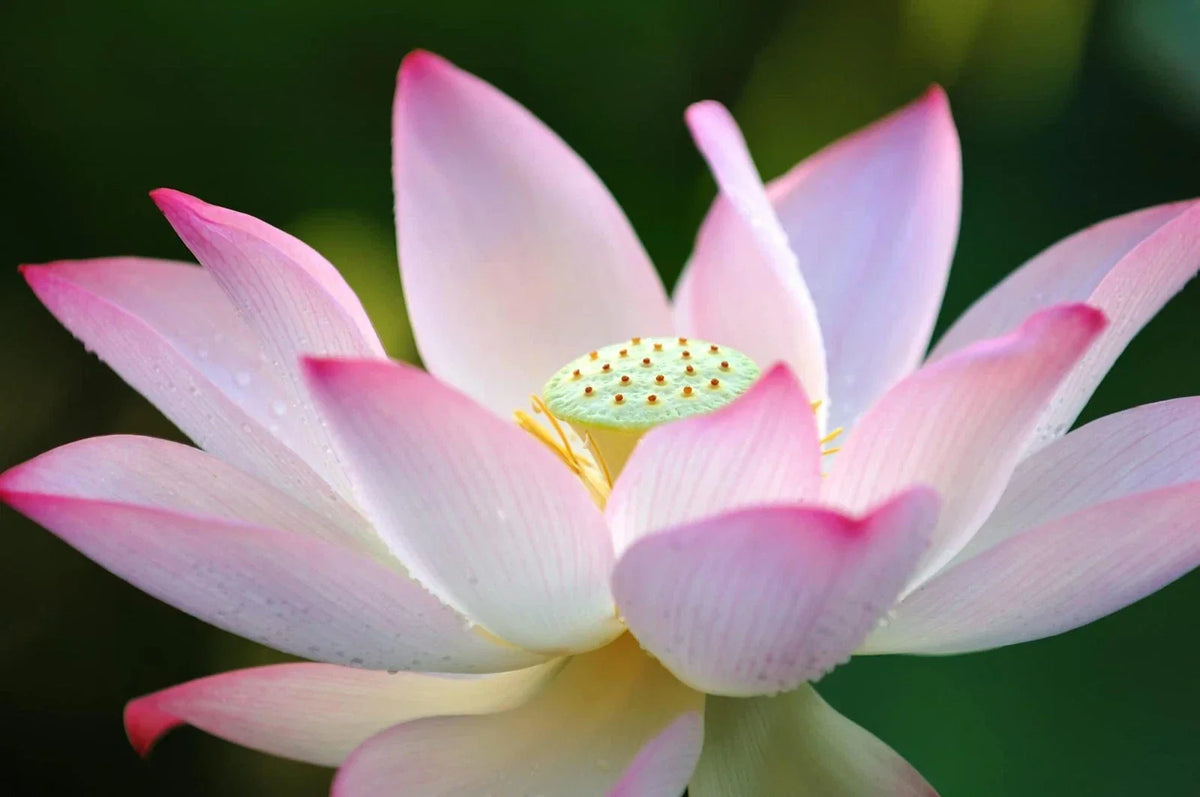 Lotus Seeds for Planting - 30 Pack - Aquatic Water Garden or Pond - Nelumbo nucifera