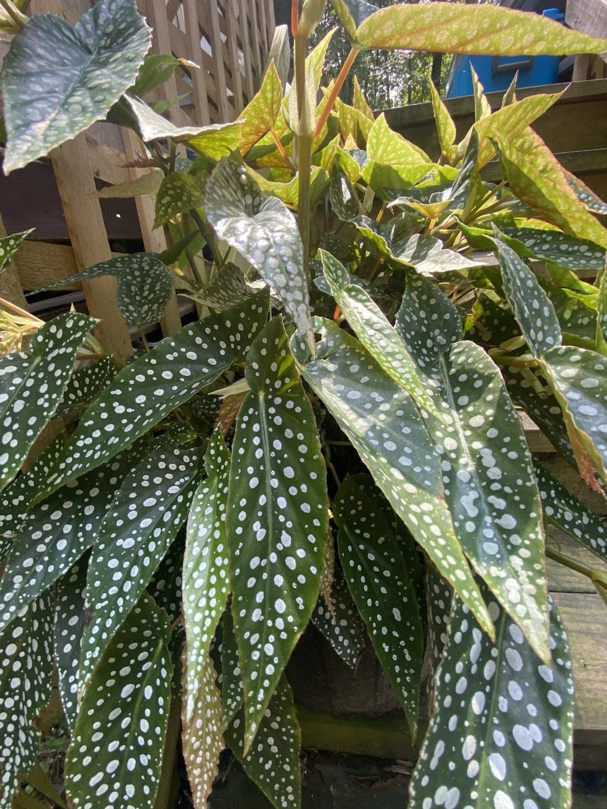 Begonia 'My Special Angel' Live Houseplant - Rooted Indoor Tropical Plant in 4-Inch Pot