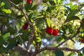 Strawberry Tree Seeds – 20+ Evergreen Seeds – Arbutus unedo – Edible Berries & White Flowers – Fast-Growing Garden Plant