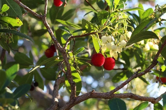 Strawberry Tree Seeds – 20+ Evergreen Seeds – Arbutus unedo – Edible Berries & White Flowers – Fast-Growing Garden Plant