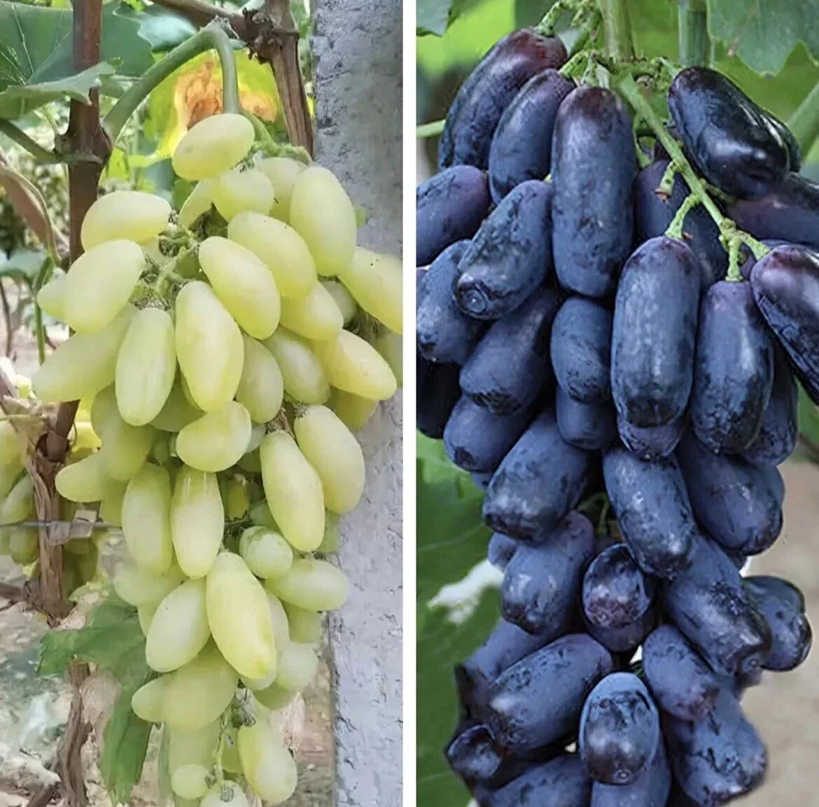 Finger Grape Seed Mix - Organic Non-GMO Vitis vinifera Green & Purple Edible Fruit Seeds, Garden Seeds for Backyard Vineyards