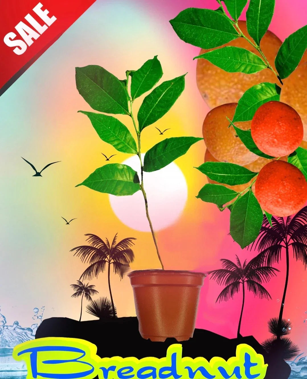 Maya Nut Tree Seedling - Rare Tropical Fruit Plant - 3 Feet Tall - Inga edulis