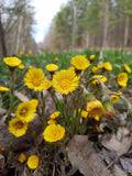 Coltsfoot Plants - 10 Rooted Organic Tussilago Farfara for Herbal Remedies