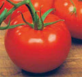 ACE 55 VF Tomato Seeds - Low Acid, Determinate, Solanum lycopersicum, Bountiful Harvest for Home Gardens