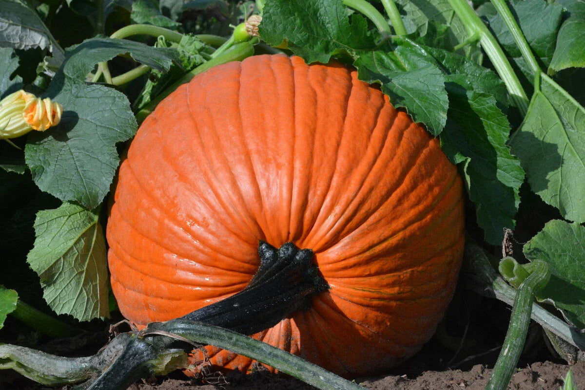 Everest Pumpkin Seeds - Large Jack O'Lantern Variety for Planting - Cucurbita pepo, Vining, Full Sun