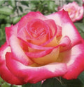 Rose Cuttings - 12 Virus-Free Plants, 10 Old Varieties, Rosa spp. for Garden, Border & Container Planting