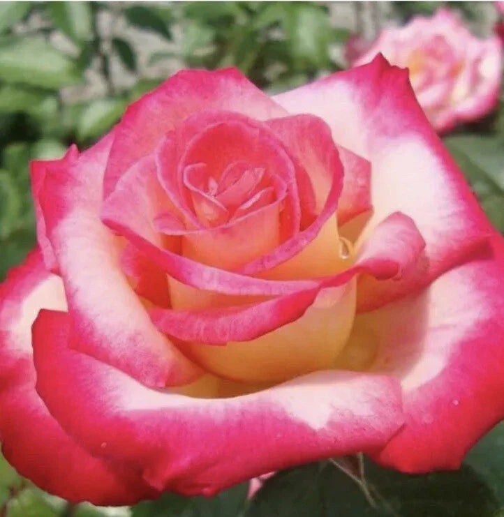 Rose Cuttings - 12 Virus-Free Plants, 10 Old Varieties, Rosa spp. for Garden, Border & Container Planting