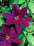 Clematis Seeds 25 Pack - Purple Red Climbing Perennial Flower - Clematis viticella Garden Vine Seeds