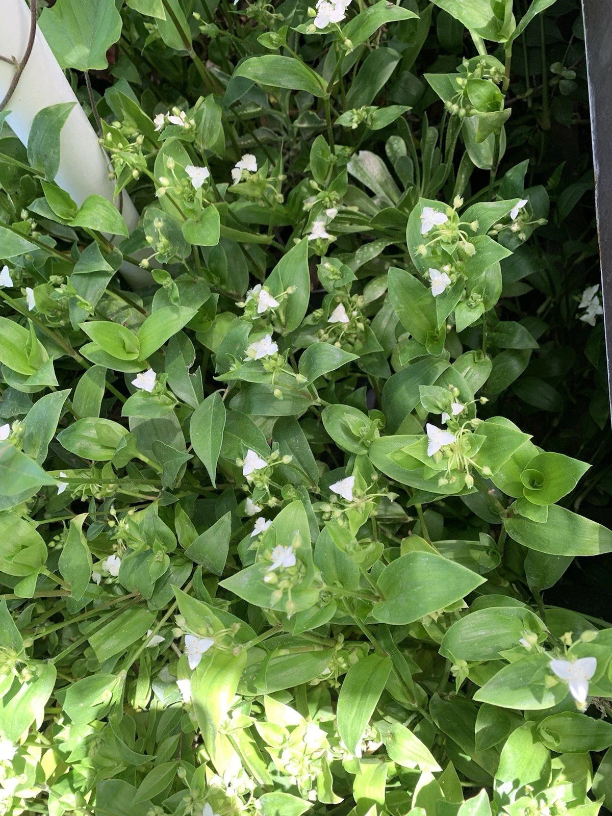Tradescantia fluminensis Cuttings – Green Wandering Jew Live Plant Propagation, Indoor & Outdoor Gardening