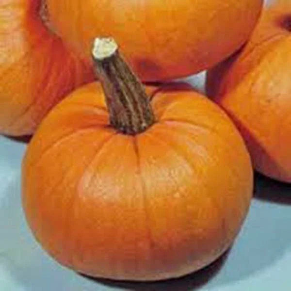 Small Sugar Heirloom Pumpkin Seeds – Non-GMO, 500 Count, Perfect for Growing Small Pumpkins, Cucurbita pepo