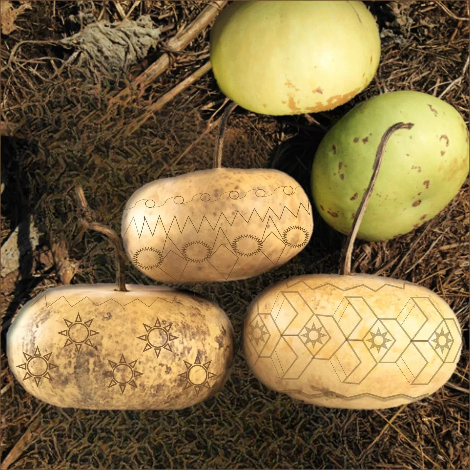 Corsican Gourd Seeds - Ornamental Gourds for Crafting & Decoration - Lagenaria siceraria - 2025 Planting