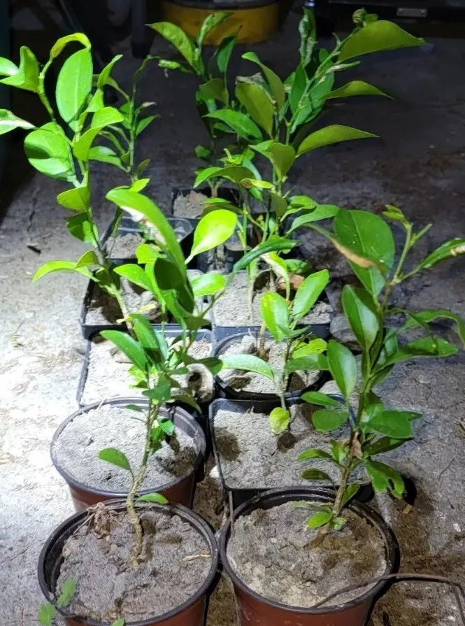 Satsuma Fruit Tree Seedling - Live Citrus unshiu Mandarin Plant - 4" to 10" | Easy-to-Peel, Juicy, Drought Tolerant