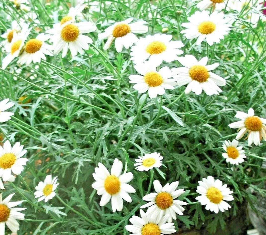 German Chamomile Seeds - 2000+ Seeds - Herbal Tea Plant - Matricaria chamomilla - Annual Herb for Gardens and Tea