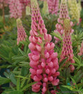 Gallery Pink Lupine Seeds - 25+ Pack, Lupinus polyphyllus, Perennial Flower for Garden, Attracts Pollinators, Easy to Grow, USA