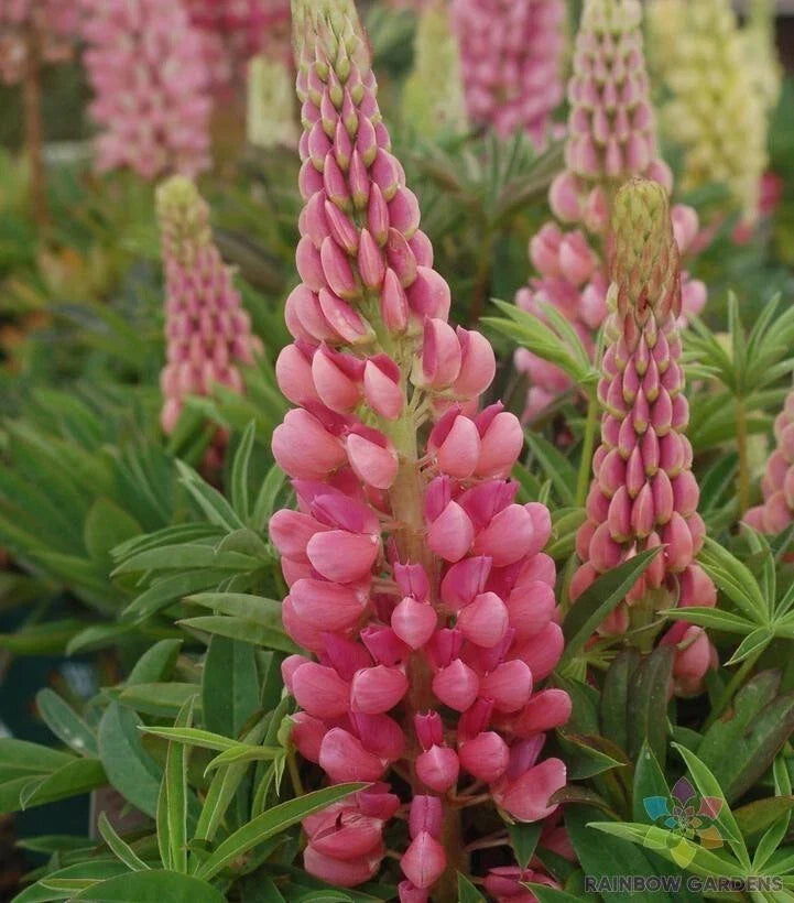 Gallery Pink Lupine Seeds - 25+ Pack, Lupinus polyphyllus, Perennial Flower for Garden, Attracts Pollinators, Easy to Grow, USA