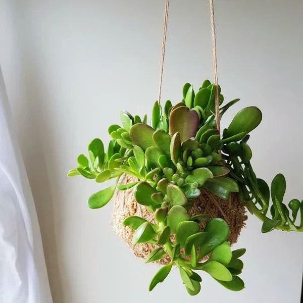 Trailing Weeping Creeping Jade Succulent Cuttings - Senecio Jacobsenii 6-Inch, 3-Pack, Drought-Resistant Indoor & Outdoor Plant