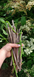 Fruit Tree Scion Cuttings for Grafting – Fig, Mulberry, Apricot, Cherry, Peach, Pear, Elderberry, Plum