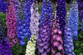 Delphinium Seeds 500 Count Giant Imperial Mix, Vibrant Colors, Delphinium elatum, Perennial Garden Flowers