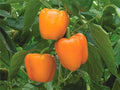 Orange Sun Sweet Bell Pepper Seeds - Heirloom, Non-GMO, Capsicum annuum, Bright Orange, Sweet Peppers for Garden, Fresh, Easy to Grow