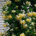 Japanese Honeysuckle Seeds - 20 Pack Lonicera japonica Climbing Vine for Garden, Fence, or Ground Cover
