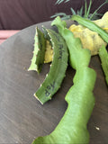 Organic Dragon Fruit Cuttings - 4 Pack, 8-12 Inches, Hylocereus Undatus, Edible Cactus for Indoor and Outdoor Gardening