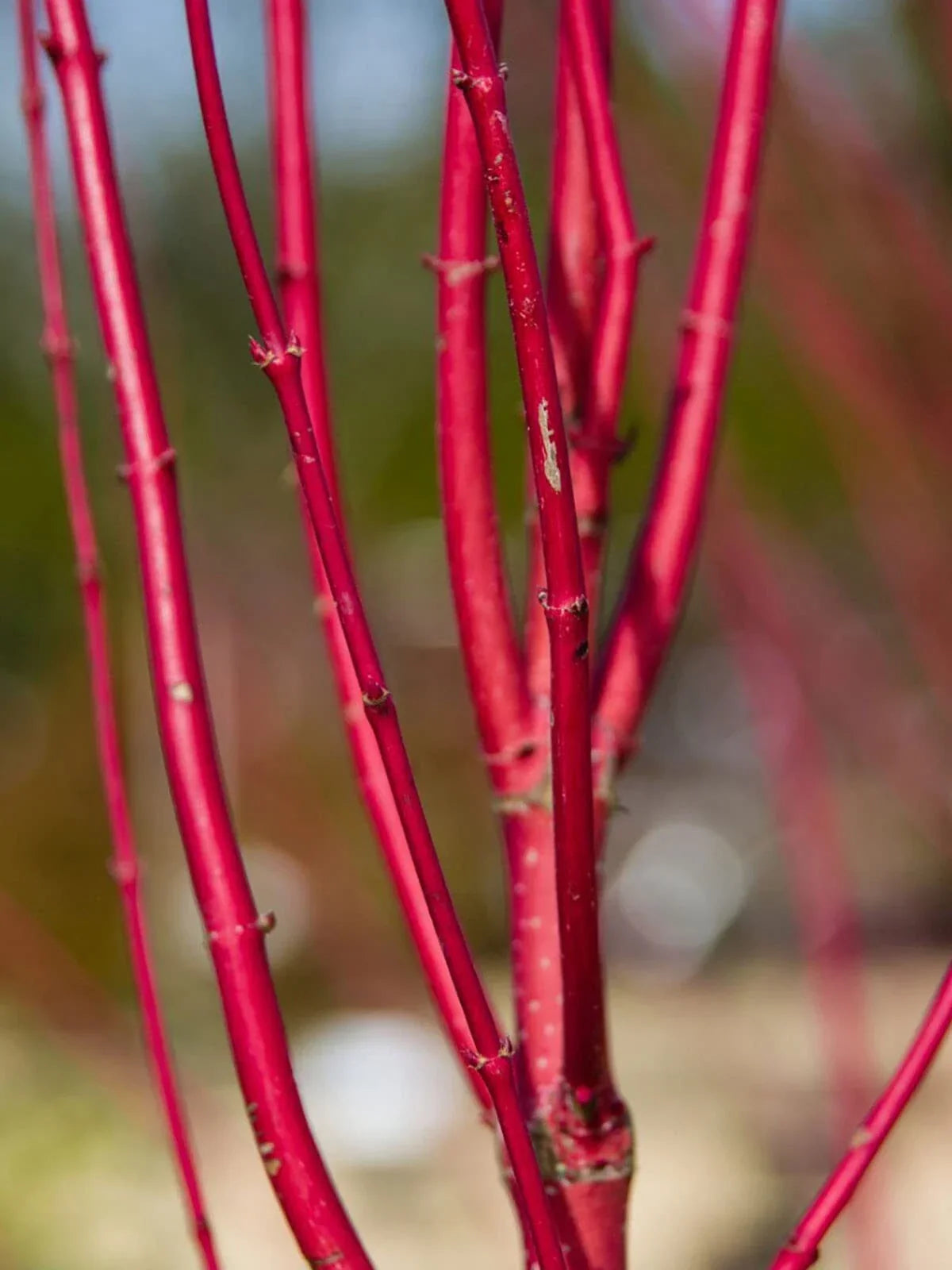 Dogwood Cuttings - 2 Red Cornus florida - Easy to Grow Vibrant Red Bark Propagation