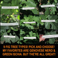 Fig Tree Cuttings 9 Varieties Ficus carica Propagation Gardening Fresh Figs