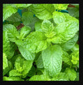 Sweet Mint Live Plants - Mentha spicata for Mojitos and Herb Gardens