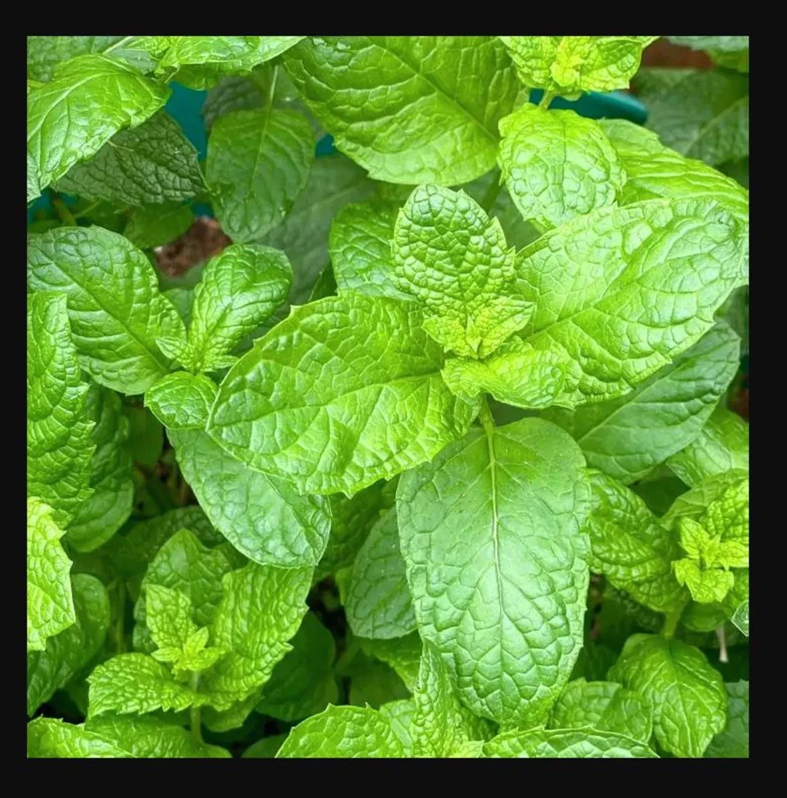 Sweet Mint Live Plants - Mentha spicata for Mojitos and Herb Gardens