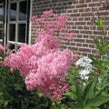 Rare Queen of The Prairie Seeds - 15 Seeds, Filipendula rubra, Pink Flowering Perennial for Garden & Landscape