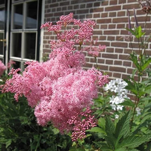 Rare Queen of The Prairie Seeds - 15 Seeds, Filipendula rubra, Pink Flowering Perennial for Garden & Landscape