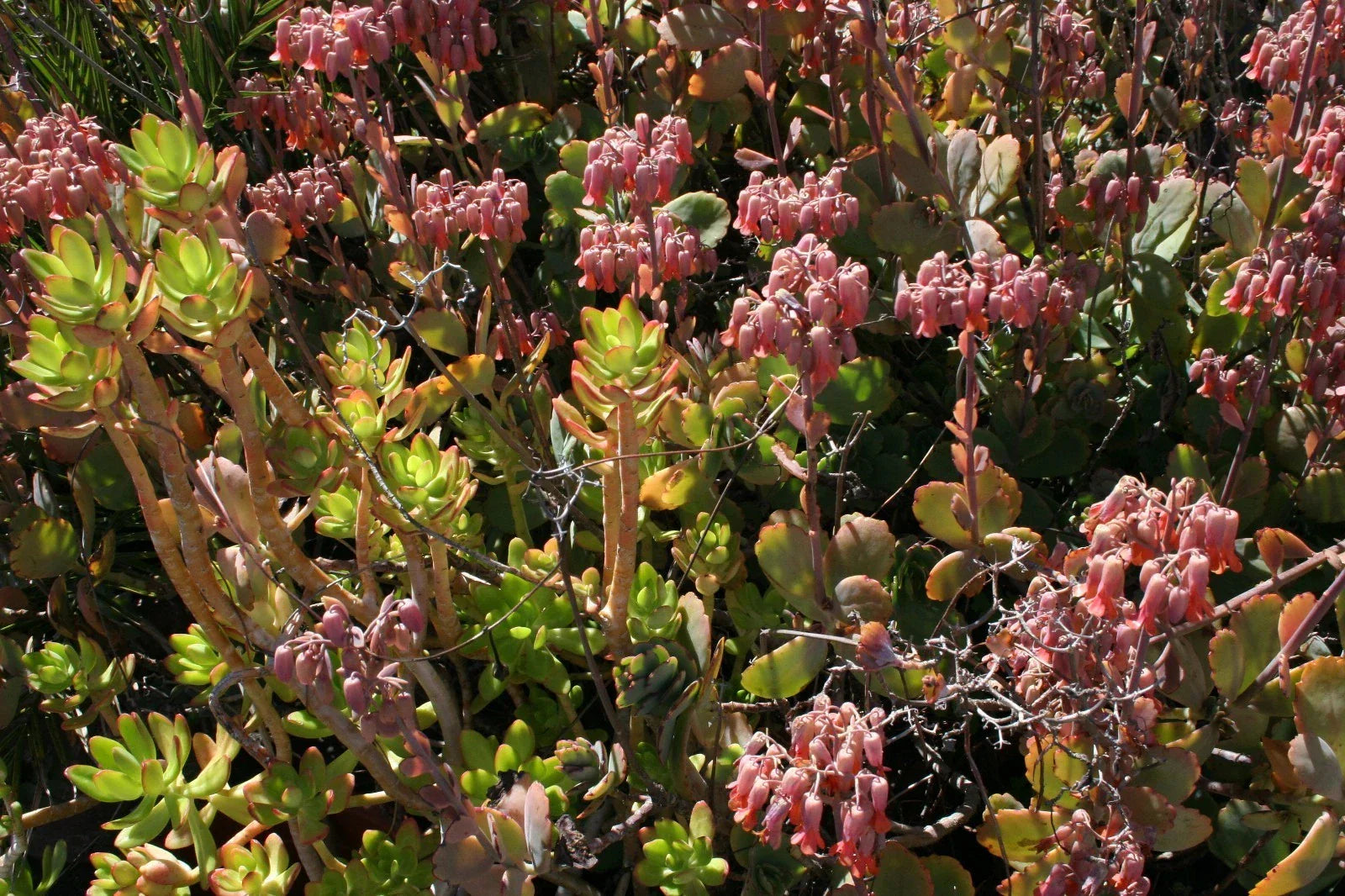 Succulent Cuttings Box 5x5x5 Assorted Varieties – Fresh, Healthy Succulents for Indoor & Outdoor Gardens