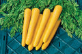 Gold Nugget Carrot Seeds - Organic Vegetable Seeds for Garden Planting, 1000+ Non-GMO Daucus carota