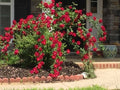 Dr. Huey Rose Plant Cuttings - 6 Live Climbing Bush Rosa 'Dr. Huey' Garden Flowers