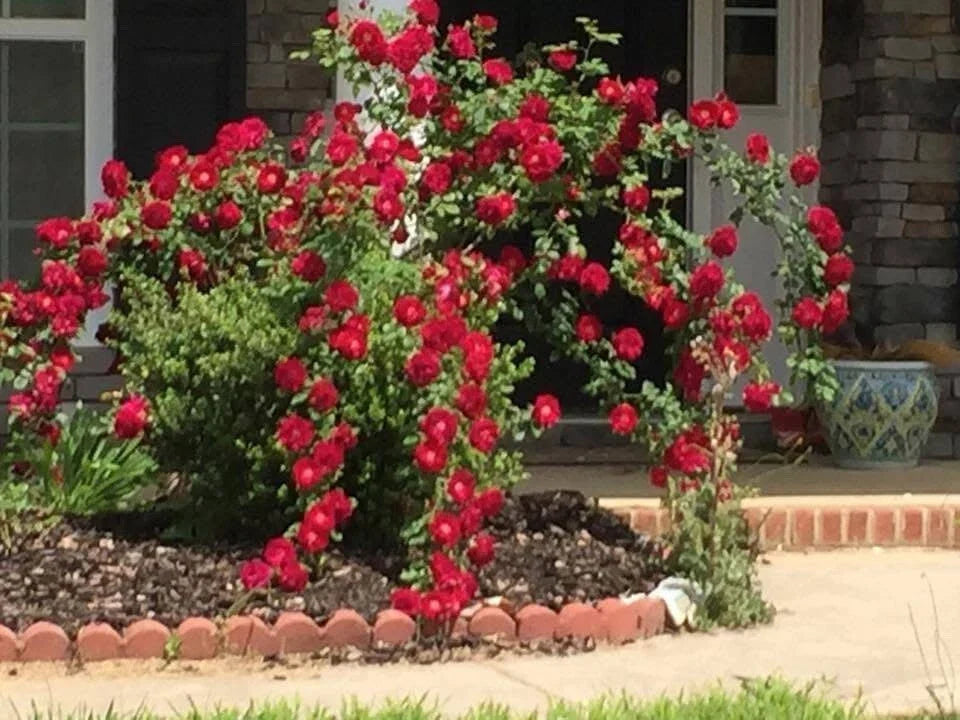 Dr. Huey Rose Plant Cuttings - 6 Live Climbing Bush Rosa 'Dr. Huey' Garden Flowers