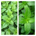 Mixed Mint Seeds 500+ Peppermint & Spearmint Herb Seeds Non-GMO Heirloom Organic Culinary Garden Planting
