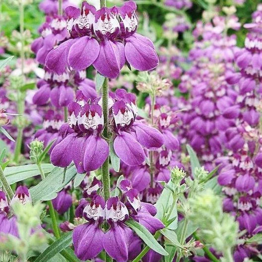 Chinese Houses Wildflower Seeds - 500 Non-GMO Pollinator Attractor Seeds for Sun & Shade Gardens - Collinsia heterophylla
