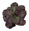Red Giant Mustard Seeds – 1500 Non-GMO Heirloom Brassica juncea for Sustainable Gardening