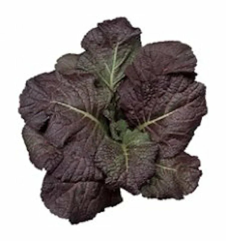 Red Giant Mustard Seeds – 1500 Non-GMO Heirloom Brassica juncea for Sustainable Gardening