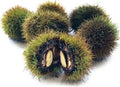 Japanese Silverleaf Chestnut Tree Seeds - Castanea crenata Nut Tree Seeds for Planting, Prolific Yielder
