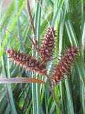 Deflexed Bottle Brush Sedge Seeds - Carex retrorsa - Native Wetland Plant for Erosion Control & Landscaping