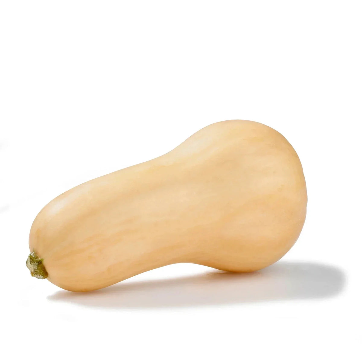Butternut Squash Seeds – 10 Vegetable Seeds – Cucurbita moschata – Non-GMO, Easy to Grow, High Yield, Free USA Shipping