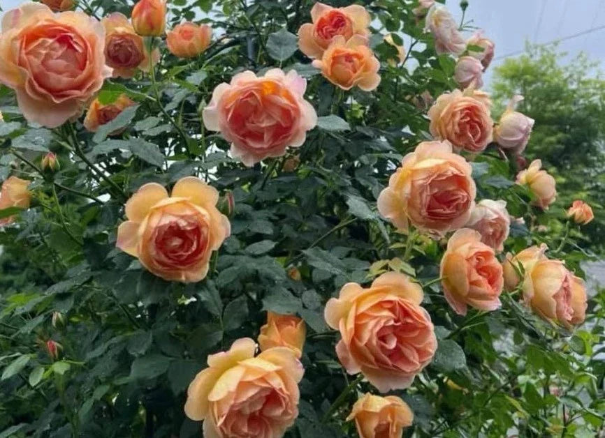 English Shallot Rose Cuttings - 3 Fresh Pink Varieties Perennial Flowering Plant Rosa 'English Shallot'