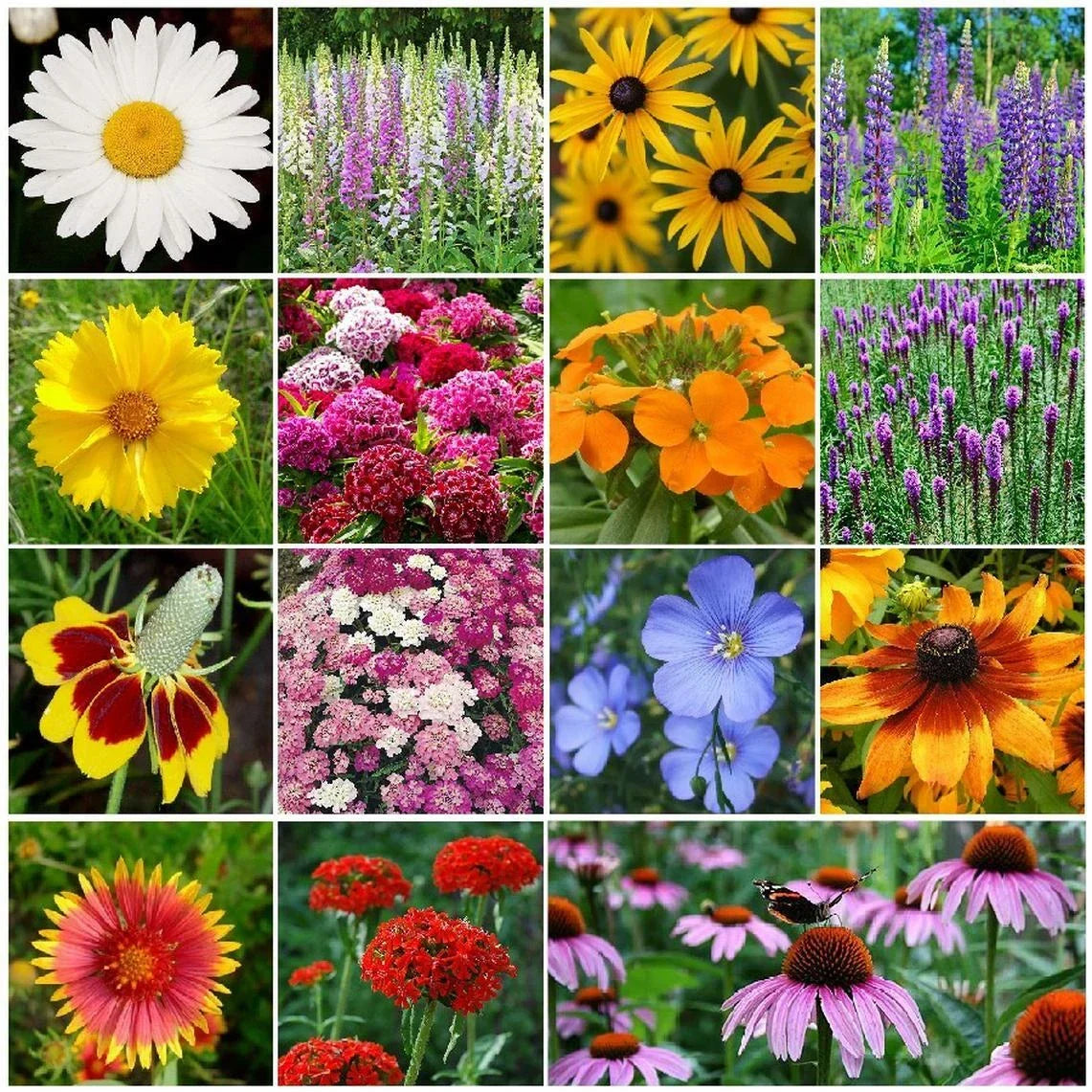 Perennial Wildflower Seed Mix 1/4 LB, 15 Native Species, Pollinator Friendly, Easy to Grow, Garden Wildflowers, Eco-Friendly Seeds