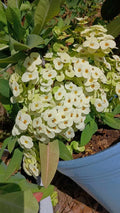 White Crown of Thorns Cutting, Euphorbia milii, Yellow Center, Indoor & Outdoor Plant Propagation