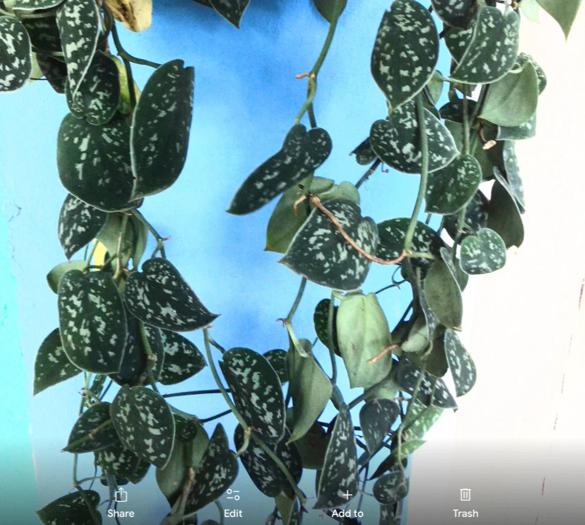 12” Rooted Cutting Variegated Silver Satin Pothos - Scindapsus Pictus Indoor Houseplant, Easy Care, Trailing Vine