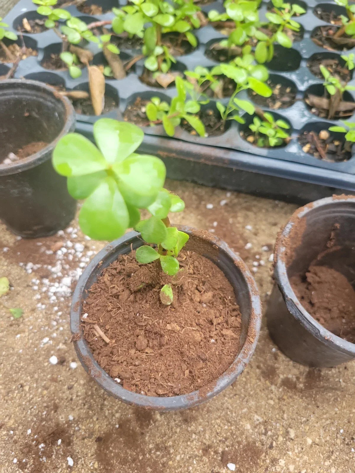 Succulent Plant 2" Pot Elephant Bush Jade Portulacaria Afra Indoor Outdoor Green Foliage