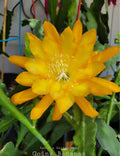 Epiphyllum Going Bananas Orchid Cactus - 4 Inch Pot, Well-Rooted Exotic Indoor Houseplant, Epiphyllum spp.