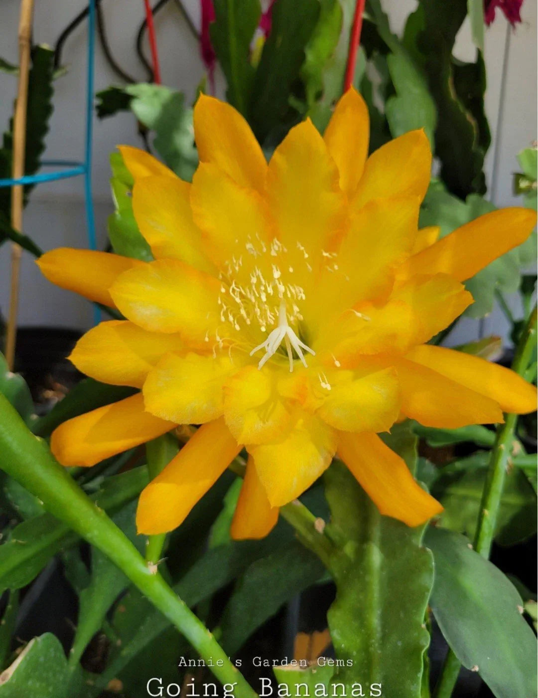 Epiphyllum Going Bananas Orchid Cactus - 4 Inch Pot, Well-Rooted Exotic Indoor Houseplant, Epiphyllum spp.